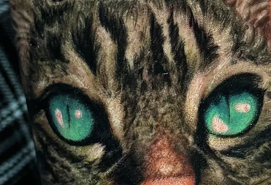 Détail rapproché des yeux verts d'un chat tigré, tatouage réaliste couleur